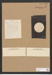Diatomeae indet. Zeichnungen Sammlung Grunow Nr. 5068 (NHMW-BOT-W0373336)